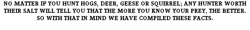 NO MATTER IF YOU HUNT HOGS, DEER, GEESE OR SQUIRREL; ANY HUNTER WORTH THEIR SALT WILL TELL YOU THAT THE MORE YOU KNOW YOUR PREY, THE BETTER. SO WITH THAT IN MIND WE HAVE COMPILED THESE FACTS. 
